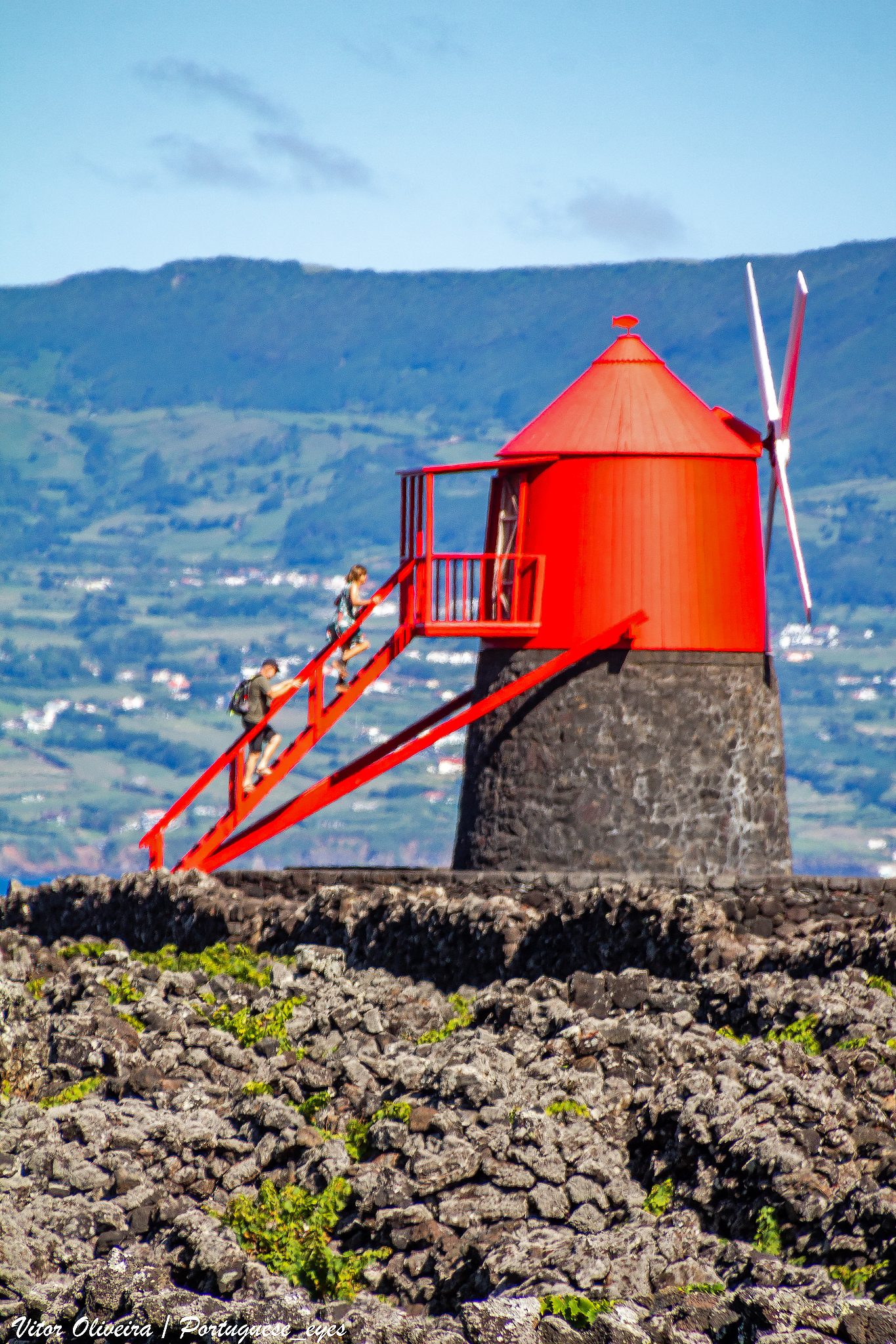 A red-capped windmill on a black basalt base, standing above walled vine plots at Criação Velha