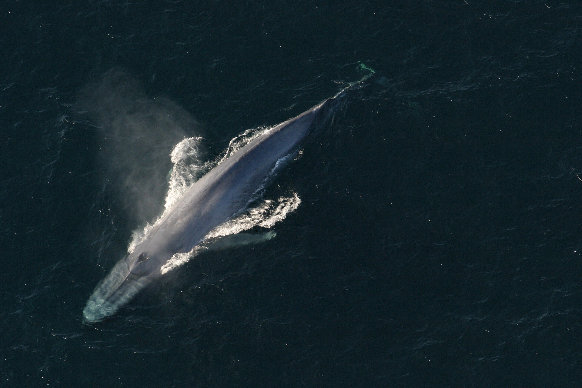 A blue whale seen from the air, its long blue-grey back at the surface beside the mist of its blow