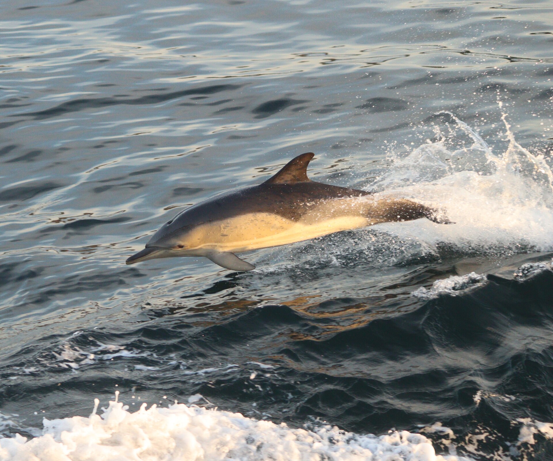 A common dolphin leaping clear of the water, showing the pale yellow patch along its flank