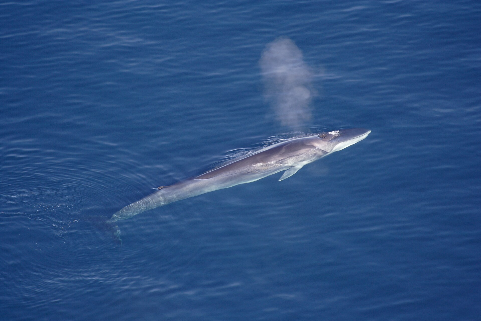 A fin whale seen from above, its long grey body at the surface and its blow rising beside it
