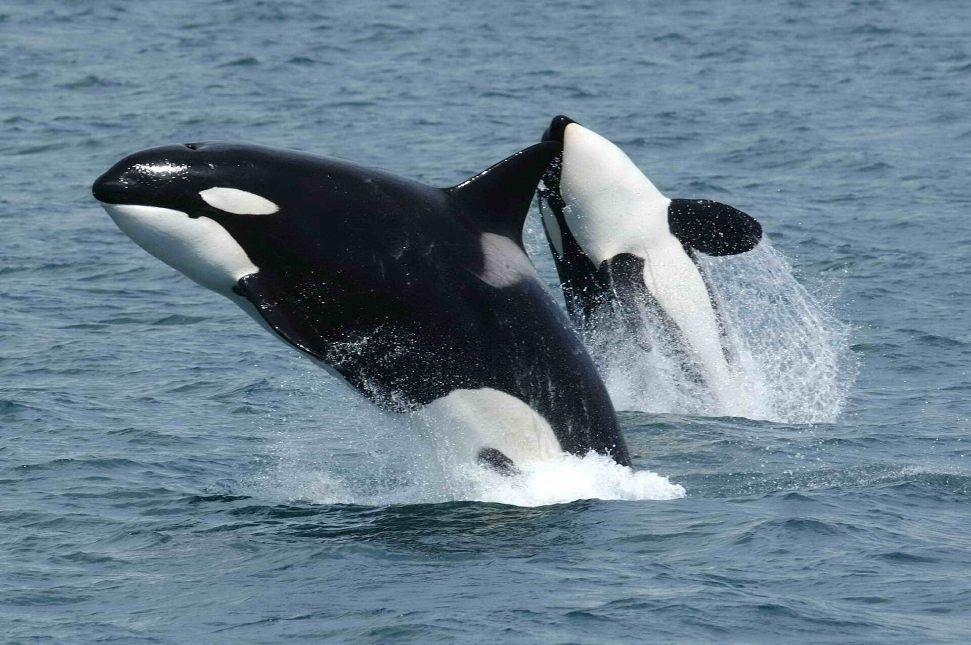 Two black and white orcas leaping out of the sea together