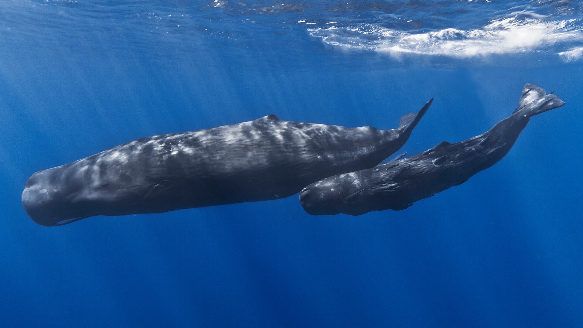 A sperm whale and her calf swimming side by side just below the surface in clear blue water