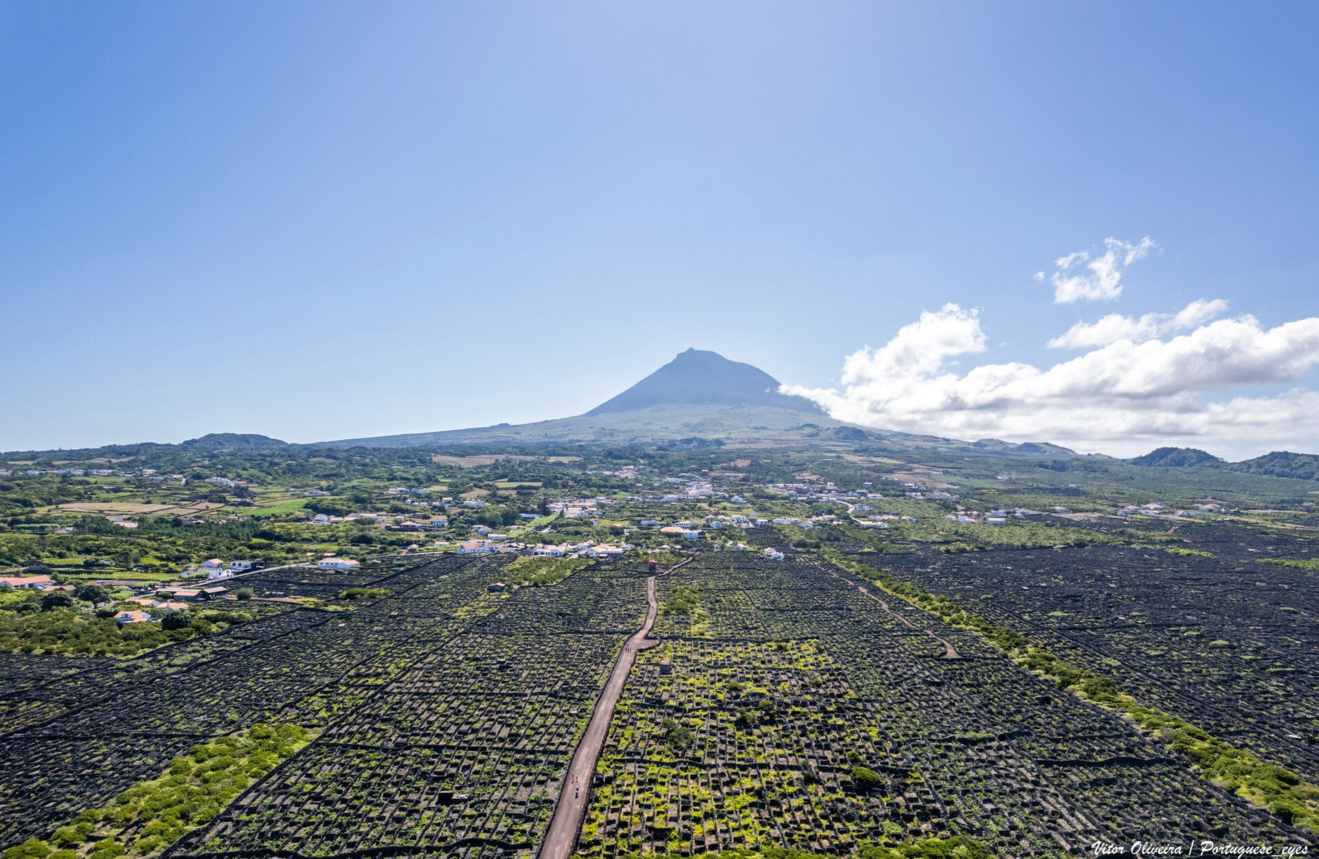 The grid of basalt-walled vine plots at Criação Velha, running inland from the shore