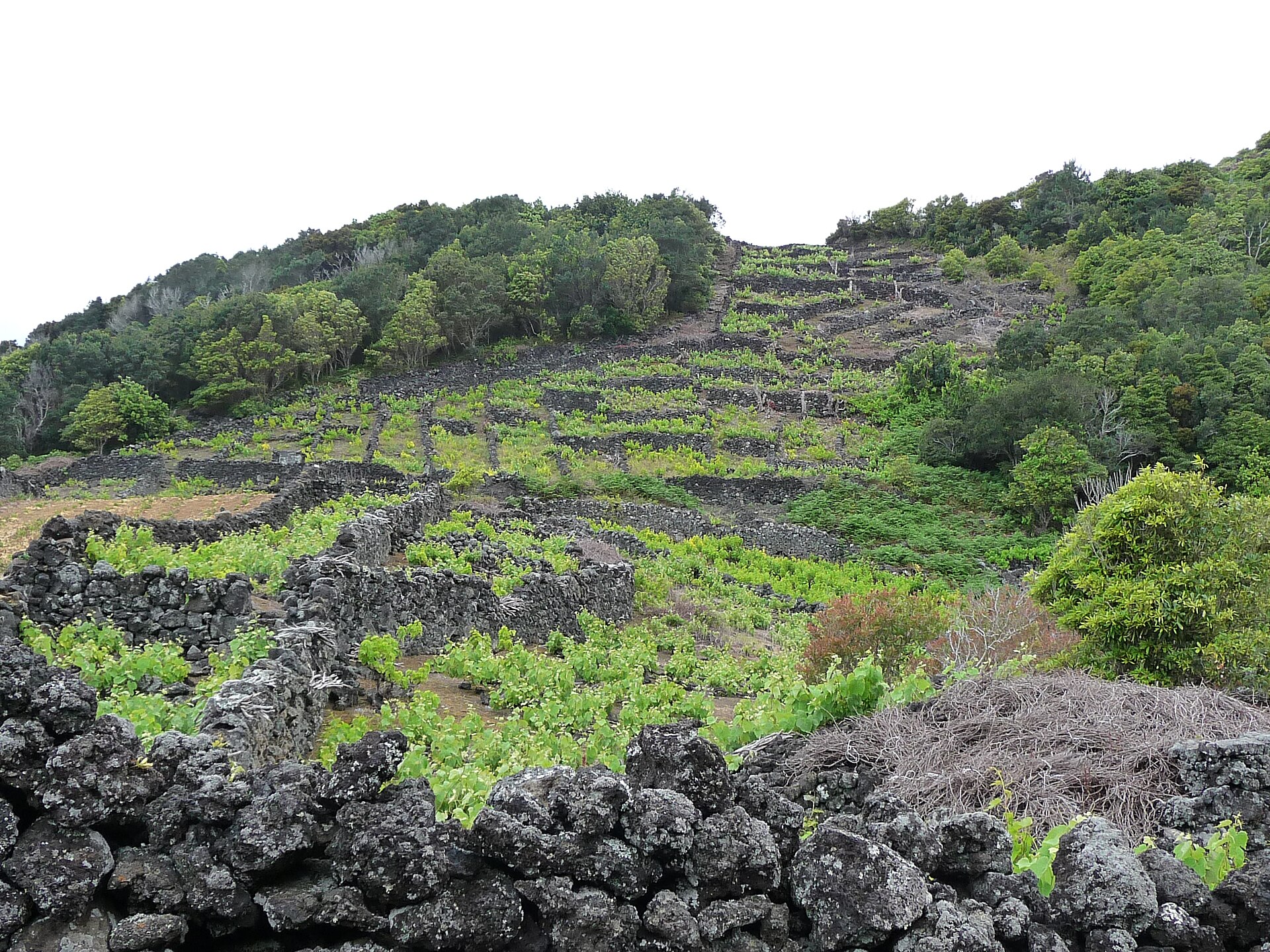 Black basalt walls enclosing small vine plots on the Criação Velha trail, Pico