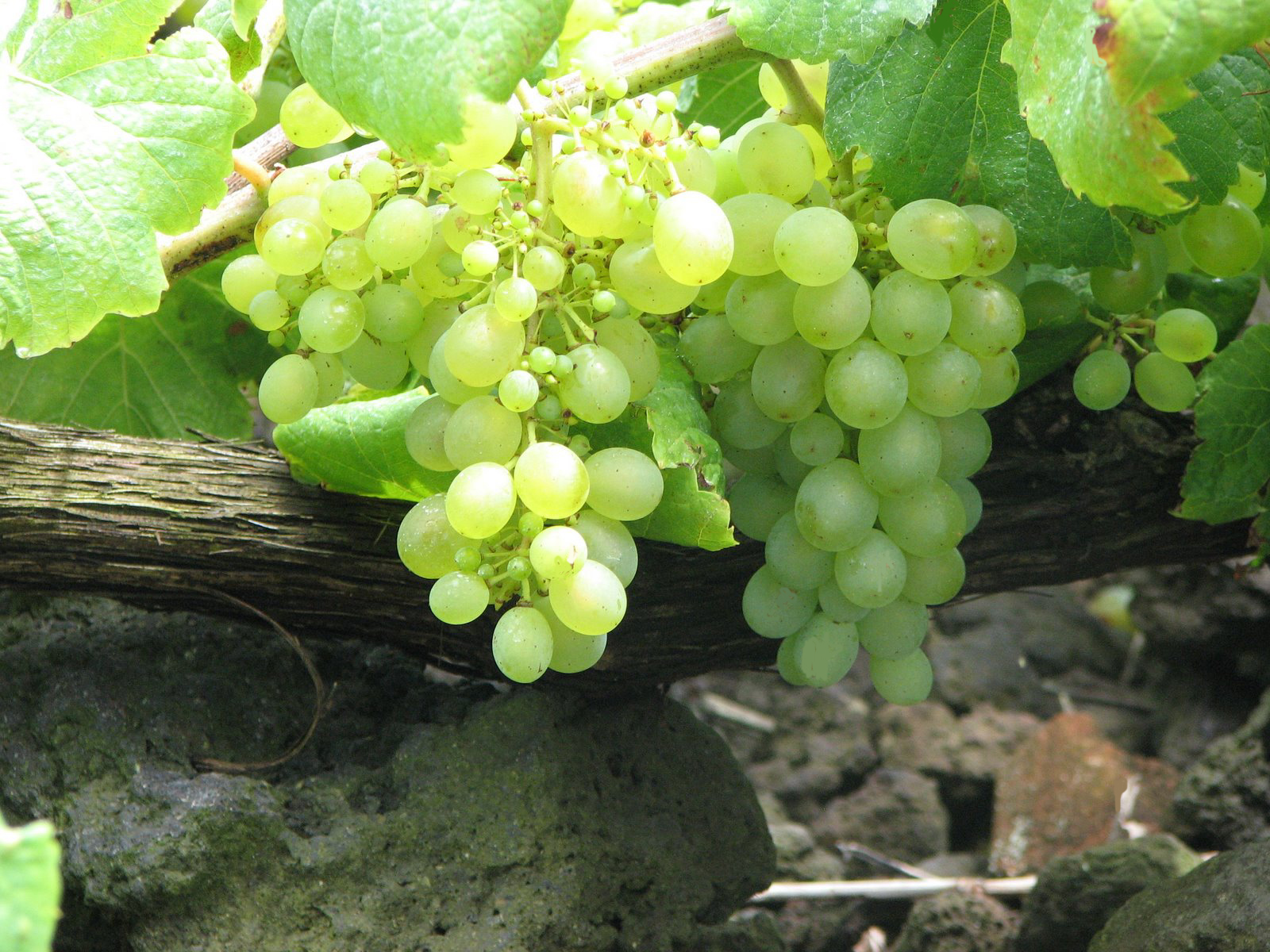 A bunch of pale green Verdelho grapes hanging from a low vine trunk over dark stone
